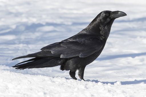 A beautiful shot of a black American crow on the ground covered in snow