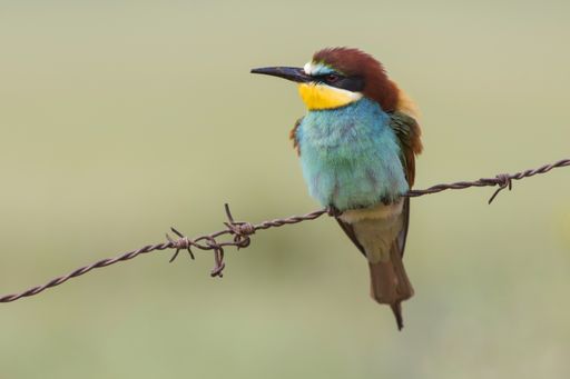 A beautiful shot of a colorful bee-eater perched on a wire
