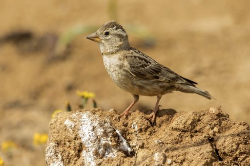A beautiful shot of a Rock Sparrow (Petronia Petronia) perched on a stone