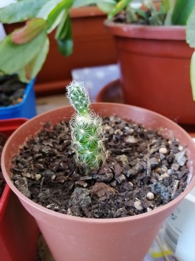 A vertical shot of a small cactus on a pot