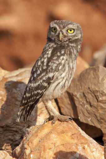 A vertical closeup shot of a grey owl perched on a rock with blurred background