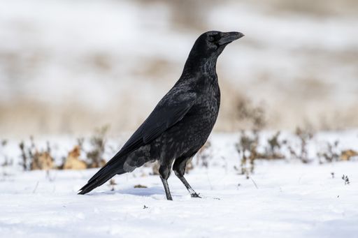 A selective focus shot of a magnificent crow standing on the snow-covered ground