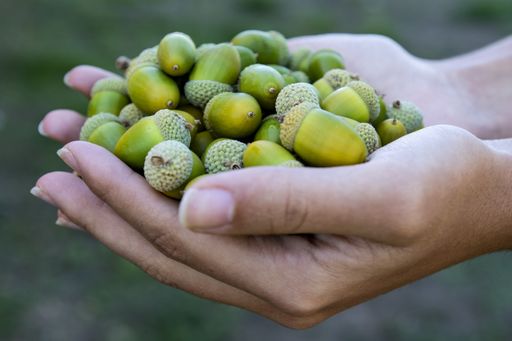 A high angle shot of a person's hand holding handfuls of raw green hazelnuts