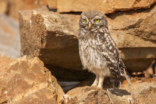 An Athene noctua owl perched on rocks during daytime