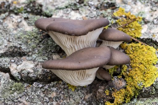 A closeup of brown Oyster Mushrooms on a tree bark under the sunlight at daytime