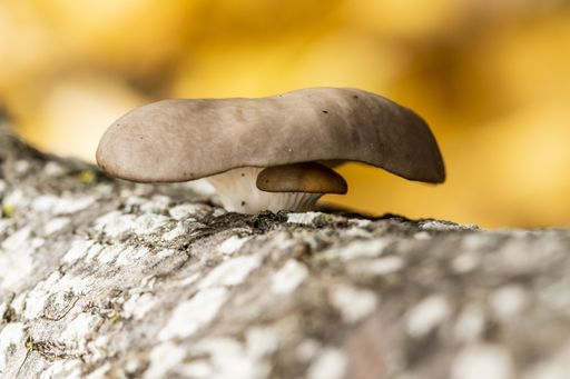 A selective focus shot of a strange mushroom on a trunk of a tree with a blurred natural background