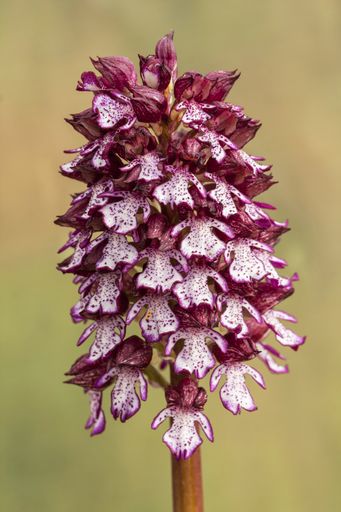 A vertical selective focus shot of a beautiful Southern Marsh Orchid in a garden