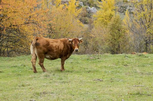 A brown cow grazing on the pasture during daytime