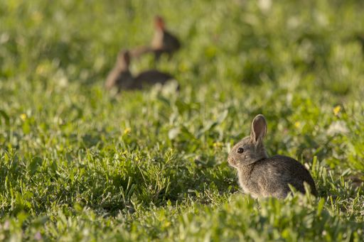 A closeup of a brush-rabbit in a field covered in greenery under the sunlight with a blurry background