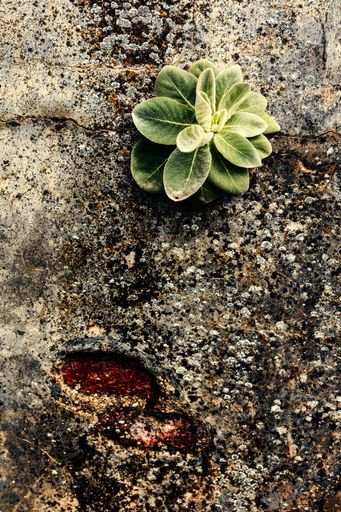 A vertical shot of a green plant growing through an old concrete wall