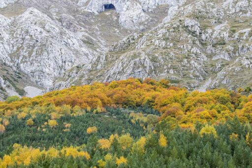 A high angle shot of green and yellow forest in front of the mountains