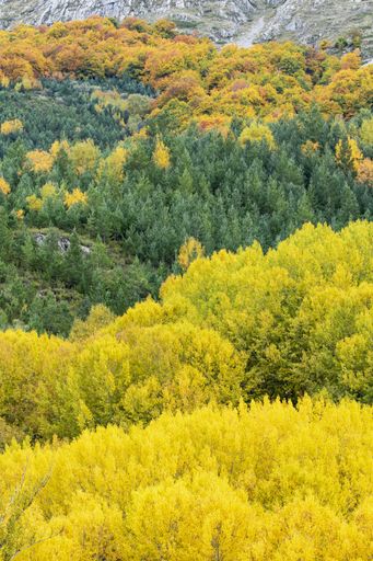 A vertical picture of rocks covered in trees with colorful leaves under the sunlight at daytime