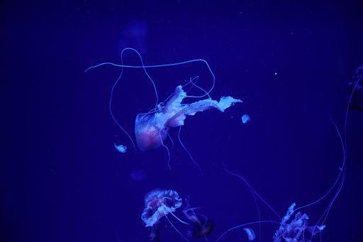 A beautiful underwater scene with jellyfish