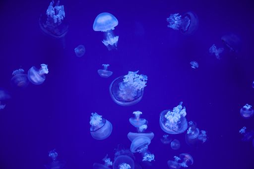 A beautiful underwater scene with jellyfish