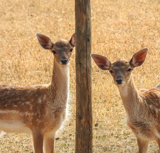 A closeup shot of deers in a field during the day
