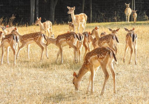 A closeup shot of deers in a field during the day