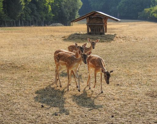 A closeup shot of deers in a field during the day