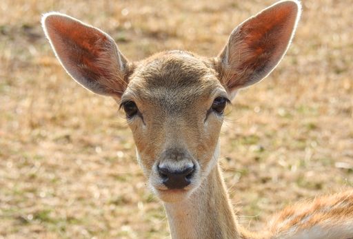 A closeup shot of a deer in a field during the day