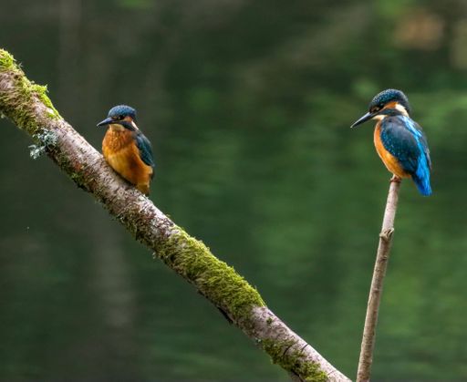 Two vibrant kingfishers perched on mossy branches by a serene water backdrop in a natural setting.