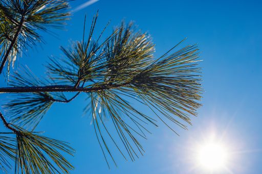 A low angle shot of needle pine leaves with a clear blue sky in the background
