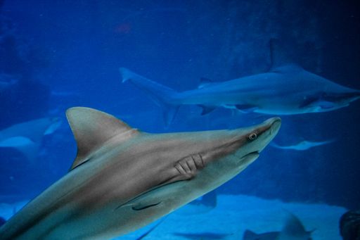 A grey reef shark (carcharhinus amblyrhynchos) swimming underwater
