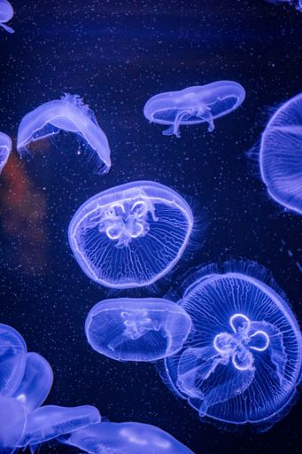 A beautiful underwater scene with jellyfish
