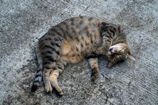 A cute striped cat lying and resting on the ground