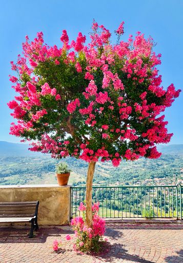 A beautiful blooming crape myrtle tree in a park