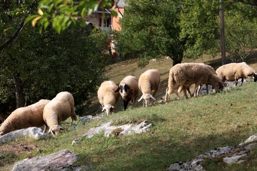 A flock of sheep grazing in a field