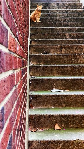A vertical shot of a brick wall and stairs