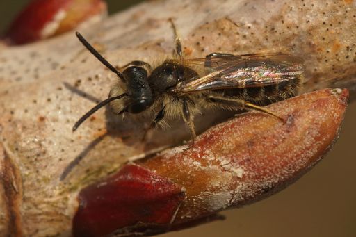 Closeup on a male red bellied miner, Andrena ventralis resting on a twig
