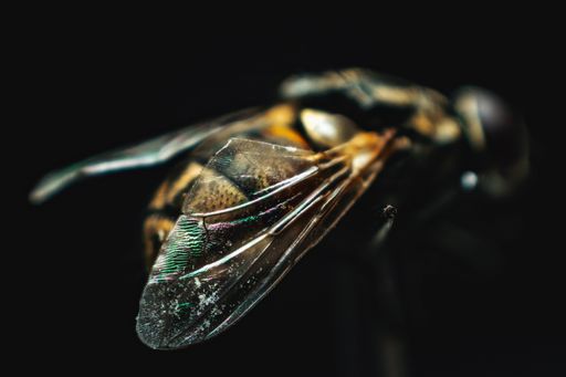 A macro picture of a bee under the lights isolated on a black background