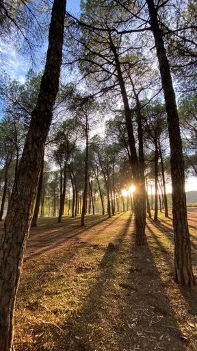 A vertical shot of trees in a forest under the sunlight and a blue sky