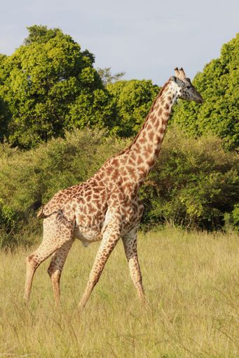 A majestic giraffe walking through the African savanna with lush green trees in the background under a clear sky.