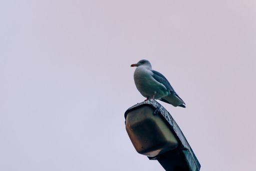 A low angle shot of a seagull perched on a street lamp