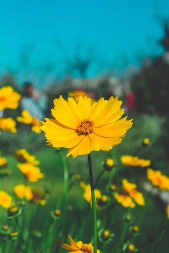 A closeup of a beautiful yellow flower growing in a field on a sunny day