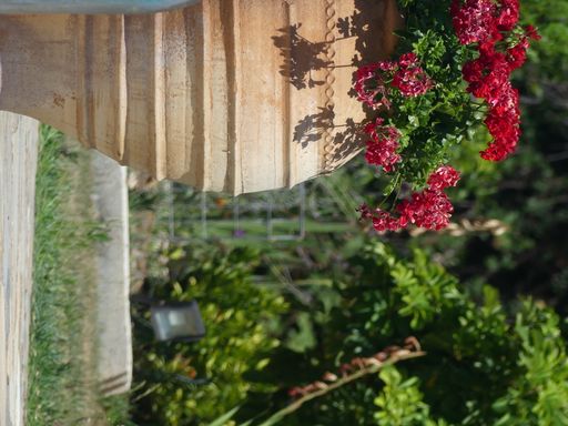 A closeup of a red flower plant in a vase on a blurry background at the garden in an inverted position