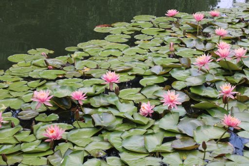 A closeup shot of aquatic flowers