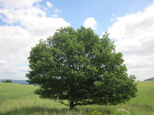 A lush green tree in a grassy field on a sunny day