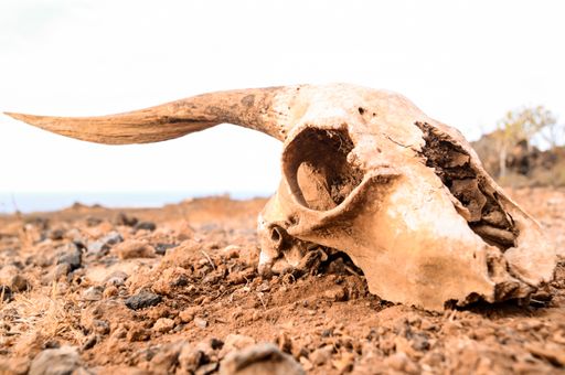 A closeup shot of an animal skull in the sand during the day