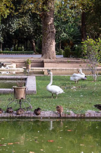 A vertical shot of a swan and ducks near a pond in the park