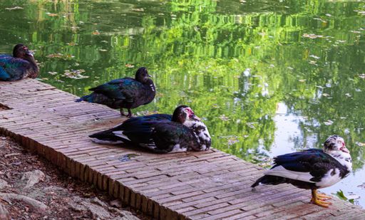 A closeup shot of ducks near a pond in the park