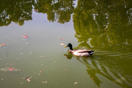 A closeup shot of a duck swimming in a pond