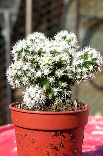 A vertical shot of a cactus in a pot outdoors