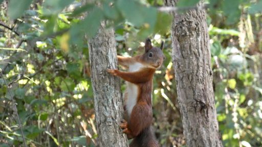 A closeup shot of a squirrel climbing a tree