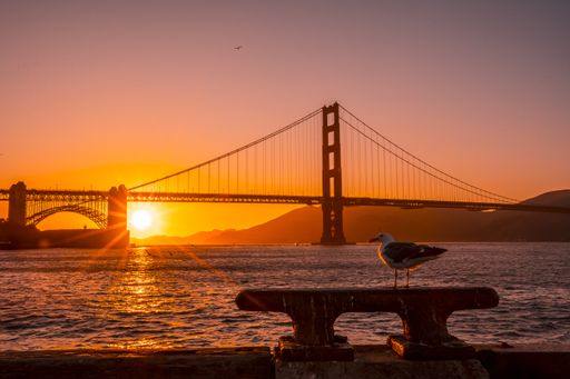 A seagull behind the Golden Gate Bridge in the USA during a sunset