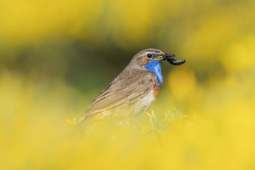 A vibrant bluethroat bird perched with prey in its beak, surrounded by blurred yellow flowers, showcasing nature's beauty.