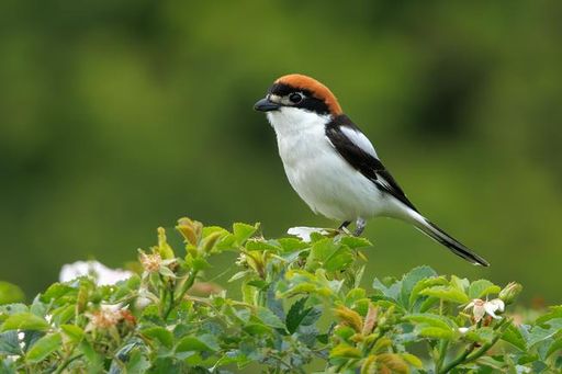 A vibrant Eurasian woodchat shrike perched on lush green foliage against a blurred natural background.