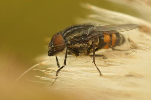 Detailed closeup of the locust blowfly,  Stomorhina lunata sitting