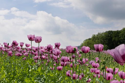 Many purple opium poppy blossoms form a field against a blue sky with clouds.